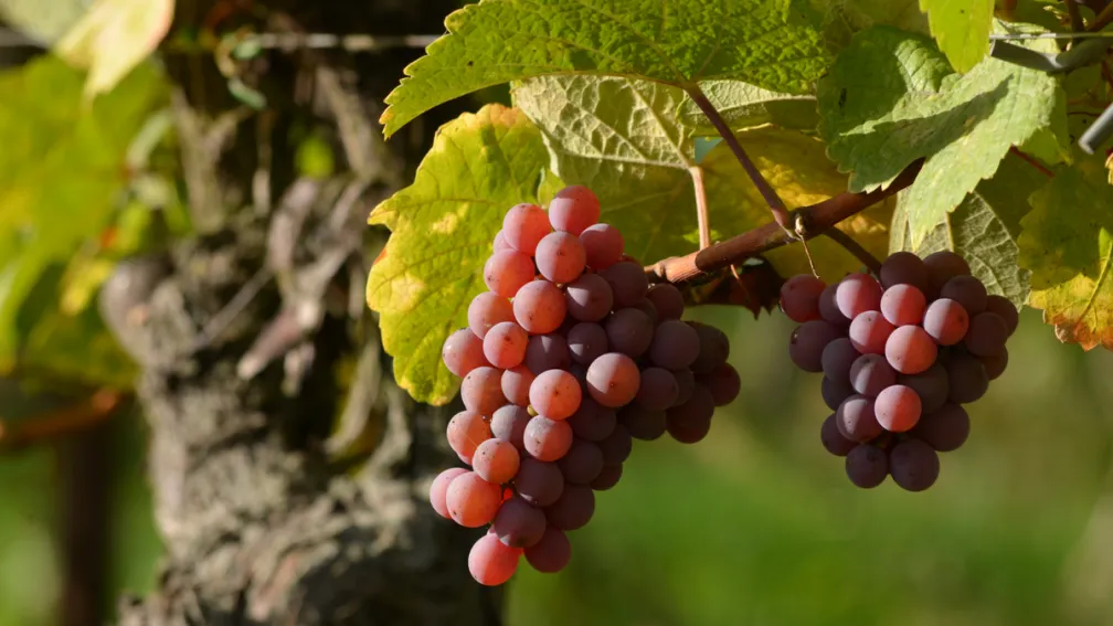 vignes