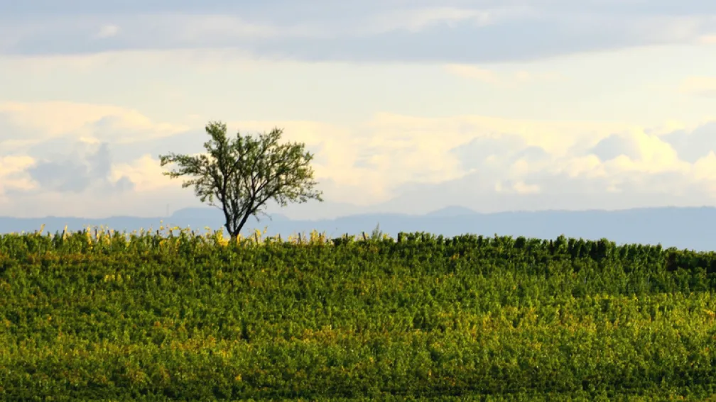 Vigne et arbres