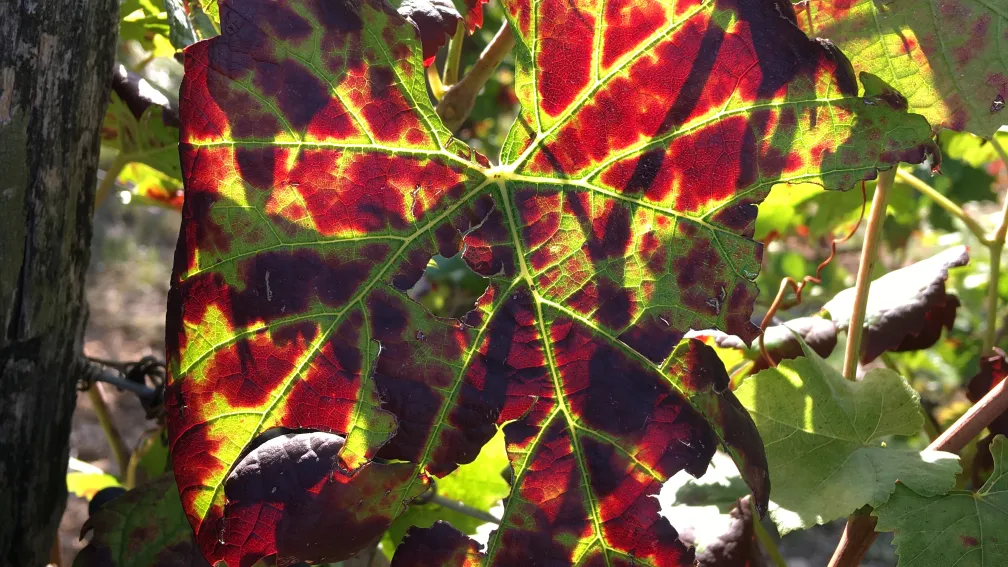 Enroulement pinot noir
