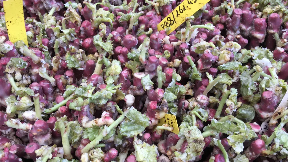 plant de vigne