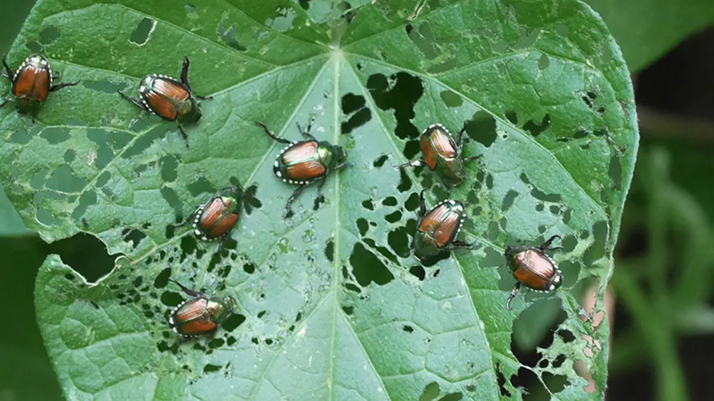 Popilla Japonica