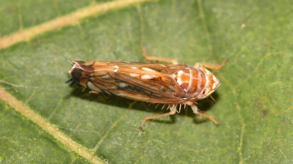 Scaphoideus_titanus_F