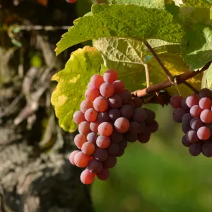 vignes