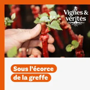 Vignette