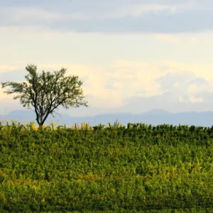 Vigne et arbres