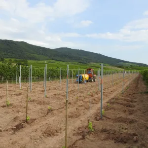 Plantation conservatoire