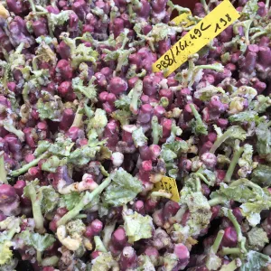 plant de vigne