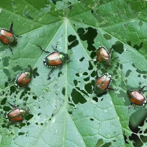 Popilla Japonica