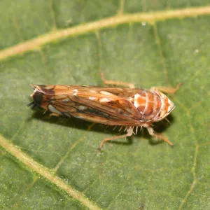 Scaphoideus_titanus_F