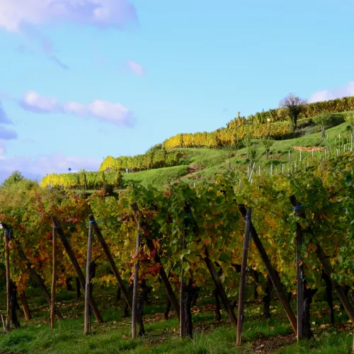 vignes