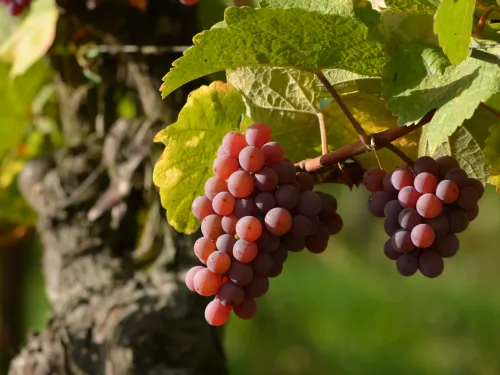vignes
