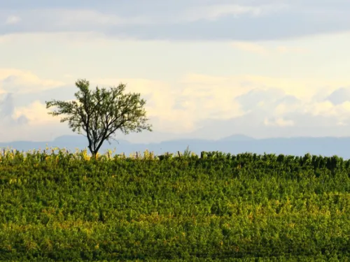 Vigne et arbres