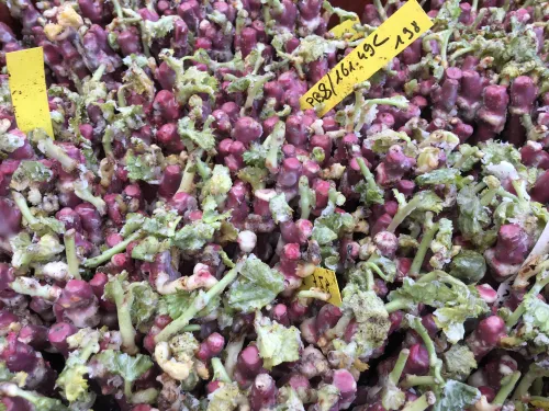 plant de vigne