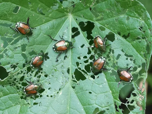 Popilla Japonica