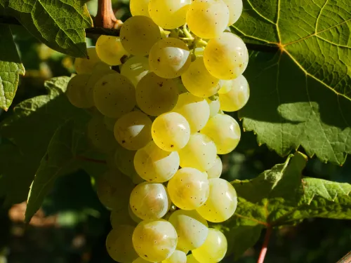 Reisling